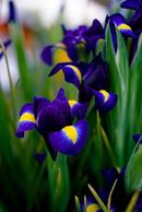 Аватар, аватар, аватар.... - 1798642_670876392950912_773900023_n.jpg