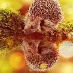 Аватар, аватар, аватар.... - m9BSmTrQf10.jpg