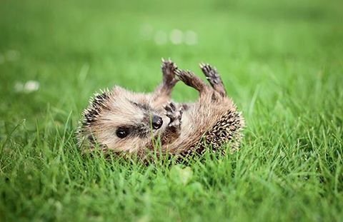 Аватар, аватар, аватар.... - 10641253_792114247498034_5329764758541485843_n.jpg