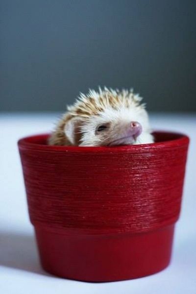 Аватар, аватар, аватар.... - 10641259_949515811731641_6883605748393880064_n.jpg