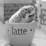 Аватар, аватар, аватар.... - 99px_ru_avatar_161689_ej_zabralsja_v_chashku_s_nadpisu_latte_.gif