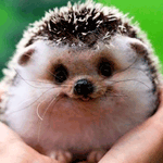 Аватар, аватар, аватар.... - 99px_ru_avatar_166425_milij_igrushechnij_ejik.gif