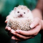 Аватар, аватар, аватар.... - 99px_ru_avatar_166718_malenkij_ejik_na_rukah_u_devushki.jpg