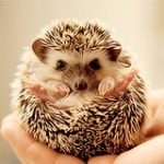 Аватар, аватар, аватар.... - 99px_ru_avatar_166720_malenkij_ejik_na_rukah.jpg