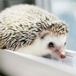 Аватар, аватар, аватар.... - 99px_ru_avatar_166723_malenkij_ejik_sidit_na_kakom_to_predmete.jpg