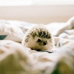 Аватар, аватар, аватар.... - 99px_ru_avatar_166724_malenkij_ejik_sidit_na_posteli.jpg