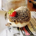 Аватар, аватар, аватар.... - 99px_ru_avatar_166725_malenkij_ejik_s_klubnikoj_na_igolkah.jpg