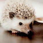 Аватар, аватар, аватар.... - 99px_ru_avatar_166726_malenkij_ejik_sidit_na_polu.jpg