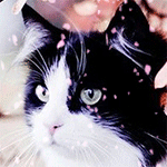 Аватар, аватар, аватар.... - 99px_ru_avatar_166365_chernobelij_kot_pod_letjashimi_lepestkami.gif