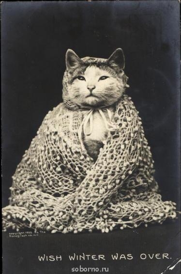 Аватар, аватар, аватар.... - kot_v_platke.jpg