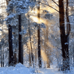 Аватар, аватар, аватар.... - 99px_ru_avatar_152697_tiho_padaushij_sneg_v_utrennem_zimnem_lesu.gif