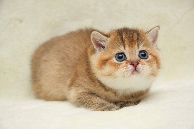 Кошки - очарование МОЁ - 1-simba010-1.jpg