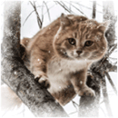 Аватар, аватар, аватар.... - 4.gif