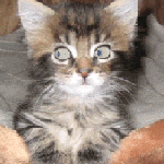 Аватар, аватар, аватар.... - 5.gif