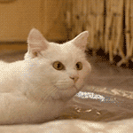 Аватар, аватар, аватар.... - 5.gif