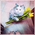 Аватар, аватар, аватар.... - 99px_ru_avatar_170627_kotik_v_rubashke_prines_jeltie_tulpani.gif