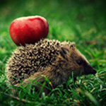 Аватар, аватар, аватар.... - 99px_ru_avatar_171664_ejik_s_krasnim_jablokom.jpg