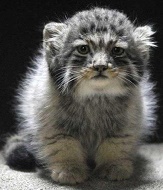 Аватар, аватар, аватар.... - ав1.jpg