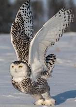 Аватар, аватар, аватар.... - ав3.jpg