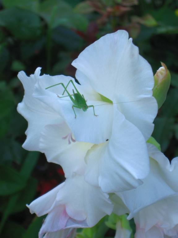 Наши цветы. В саду - IMG_6790.jpg