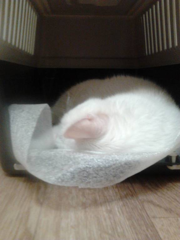 Кошки - очарование МОЁ - Фото3049.jpg