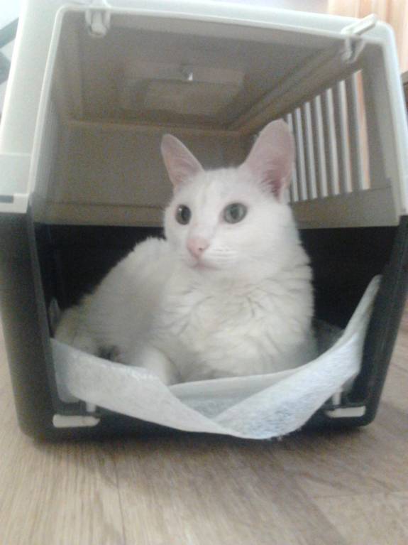 Кошки - очарование МОЁ - Фото3054.jpg