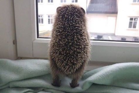 Они такие забавные смешные фото и видео  - 1.jpg