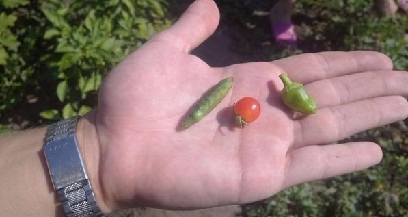 Наша дача и приусадебный участок - image.jpg