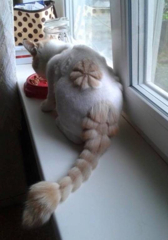 Они такие забавные смешные фото и видео  - 12002182_1092255444125624_7504387230370112200_n.jpg