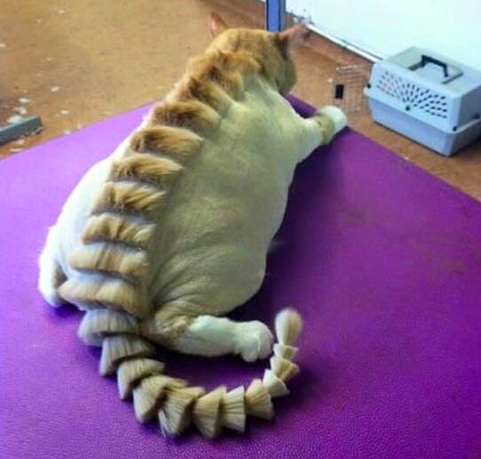 Они такие забавные смешные фото и видео  - 12009546_1092255437458958_6408541316118969316_n.jpg