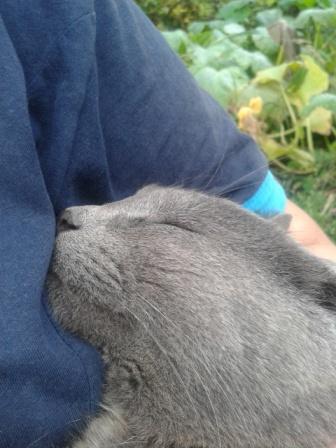 Кошки - очарование МОЁ - 20150905_173353.jpg