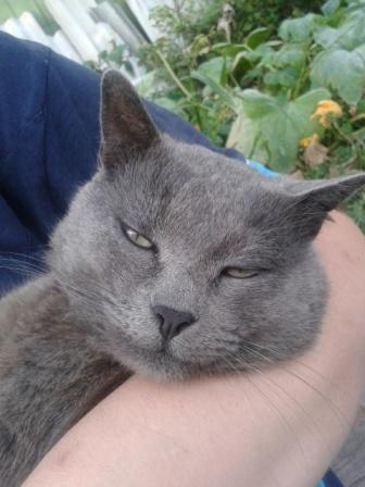 Кошки - очарование МОЁ - 20150905_173511.jpg