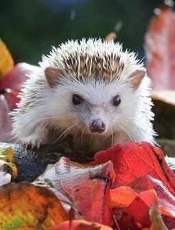 Аватар, аватар, аватар.... - _HLBVOhFV3c.jpg