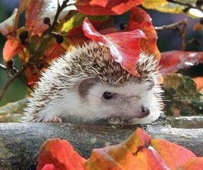 Аватар, аватар, аватар.... - iy_FWyy1R38.jpg