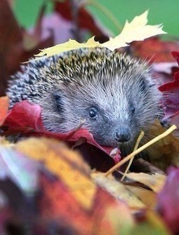 Аватар, аватар, аватар.... - Eu1LRGSr-x0.jpg