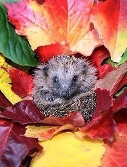 Аватар, аватар, аватар.... - iRmvGetWiWM.jpg