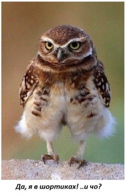 Они такие забавные смешные фото и видео  - image.jpg