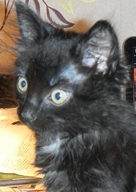 Помогите пристроить котейку 1 мес. - DSCN1193.JPG