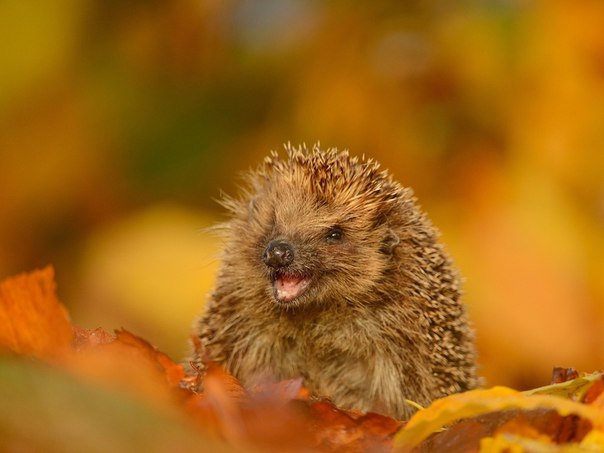 Аватар, аватар, аватар.... - kqmP9UysKe0.jpg