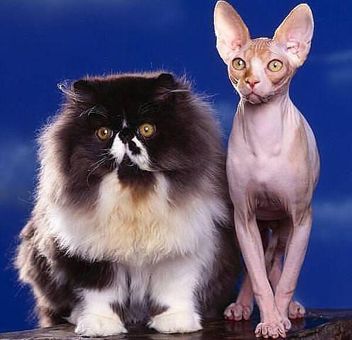 Они такие забавные смешные фото и видео  - rGZP8OnbgoQ.jpg