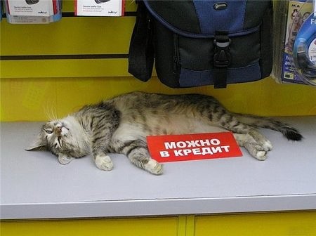 Они такие забавные смешные фото и видео  - image (4).jpg