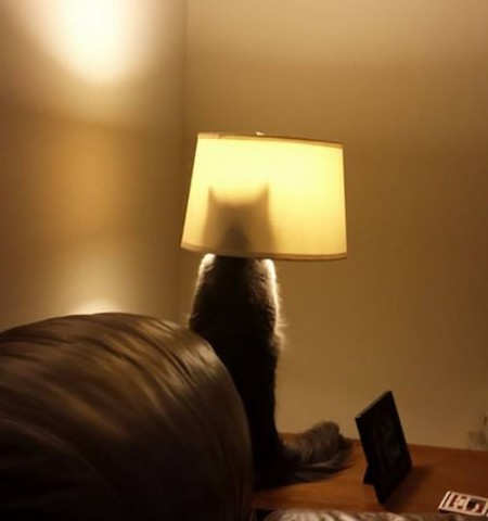 Они такие забавные смешные фото и видео  - image (15).jpg