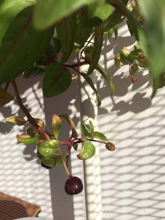 Наши цветы. В саду - 12241796_1135751803120375_2359504218334642837_n.jpg