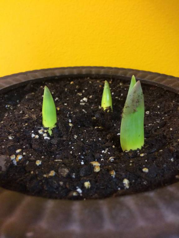 Наши цветы. В саду - 1560687_1165520366810185_9206403249634879586_n.jpg