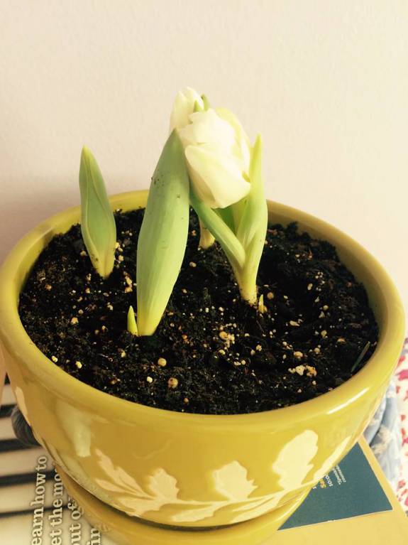 Наши цветы. В саду - 12376596_1172001992828689_5508669570674890907_n.jpg