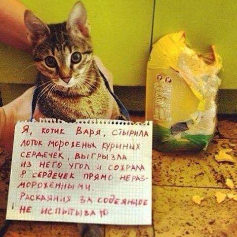 Они такие забавные смешные фото и видео  - 1.jpg