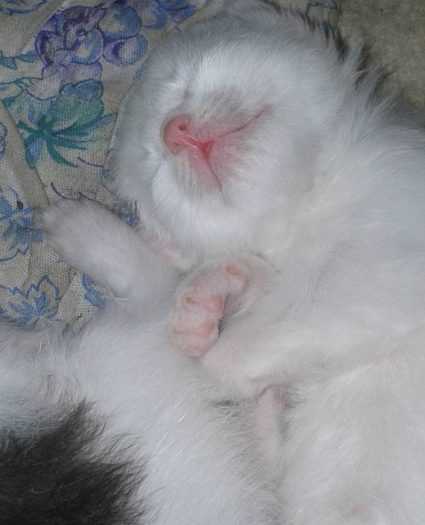 Кошки - очарование МОЁ - 20160410_141002.jpg