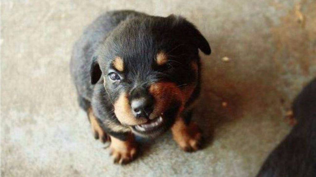 Они такие забавные смешные фото и видео - image.jpg