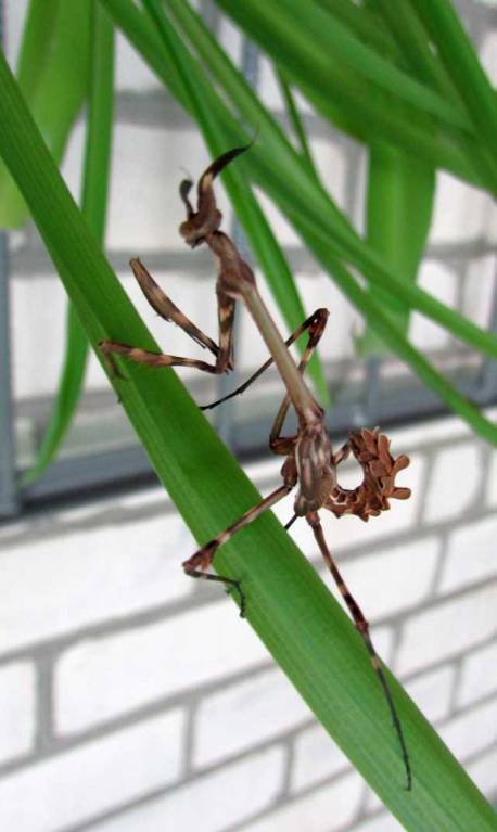 Бр-р-р-р... Насекомые всякие - IMG_1146.jpg