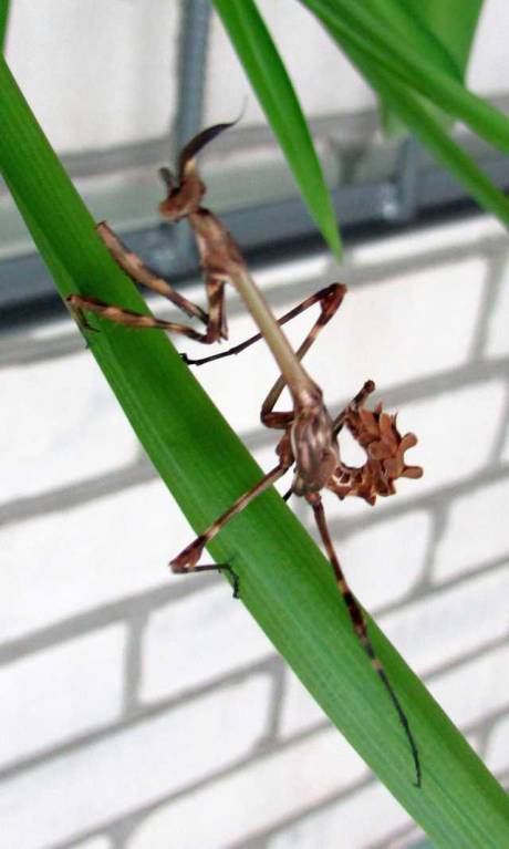 Бр-р-р-р... Насекомые всякие - IMG_1147.jpg